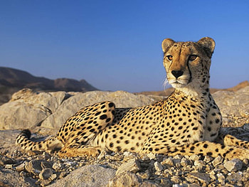Majestic cheetah, animal, wildlife, jungle, cheetah, feline HD wallpaper