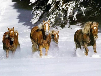 snow horses, horse, snow HD wallpaper