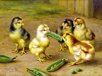 young chicken, farm, chicken, country, animals HD wallpaper