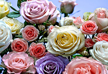 COLOURS of ROSES, colors, nature, flowers, roses HD wallpaper