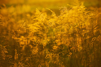Spring Sunset , sunset, nature HD wallpaper