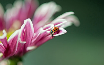 Flower, Macro, Ladybug, Ladybird HD wallpaper