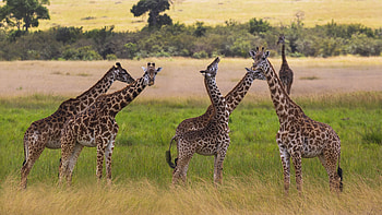 Giraffe African, Mammals ultra , Mobile s, Laptop HD wallpaper
