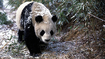 Animals, Trees, Grass, Snow, Stroll, Panda HD wallpaper