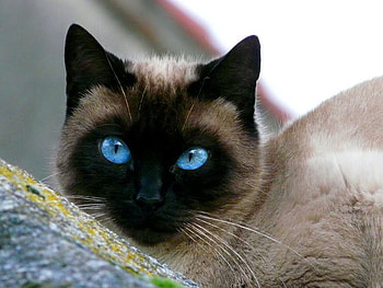 I Know My Eyes Are Blue, blue, eyes, siamese, cat HD wallpaper