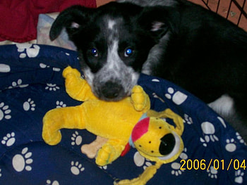 Rose loves her toys, rose, toy, puppy, favorite HD wallpaper