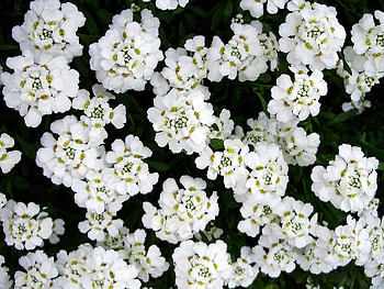 cutest white flowers, white, flowers HD wallpaper