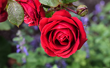 Red roses, Roses, Flowers, Leaves, Macro HD wallpaper