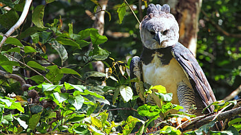 Eagle species admiration, Wildlife graphy, Majestic avian beauty, Nature's guardians HD wallpaper