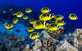 Tropical fish, Stunning visuals, Underwater paradise, Exotic species HD wallpaper