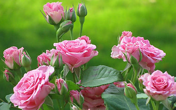 Rose Flower Background HD wallpaper