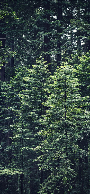 Green leafed tree, Nature's beauty, Hemlock species, Serene landscapes HD phone wallpaper