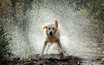 Animals, Dog, Spray, Wool HD wallpaper