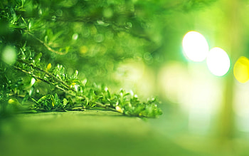 Grass, Background, Leaves, Macro, Light, Light Coloured HD wallpaper