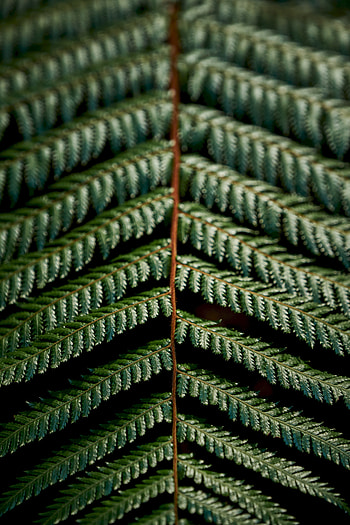 Leaves, Plant, Macro, Fern, Carved, Branch HD phone wallpaper