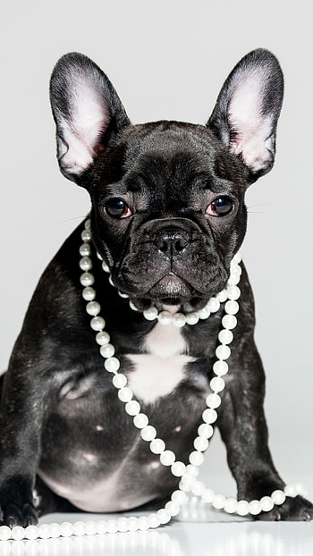 Cute French Bulldog , Adorable animals, , Lovable puppies HD phone wallpaper
