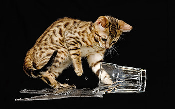 Animals, Cats HD wallpaper