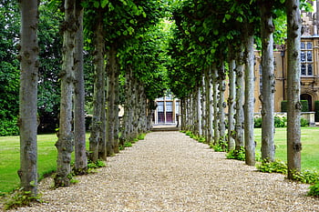 Peaceful garden walkway with trees leading to a historic building. HD wallpaper