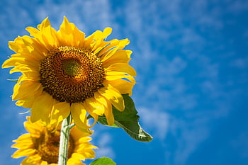 Close-up of a bright sunflower reaching towards a clear blue summer sky. HD wallpaper