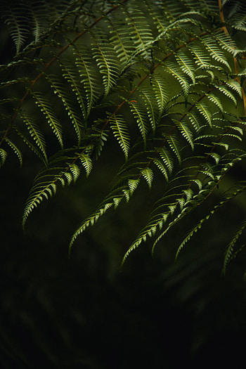 Bush, Plant, Macro, Fern, Branches HD phone wallpaper