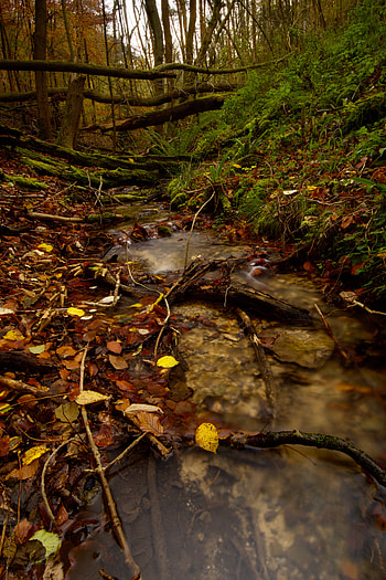 Nature, Autumn, Forest, Creek, Brook, Fallen Foliage, Fallen Leaves HD phone wallpaper