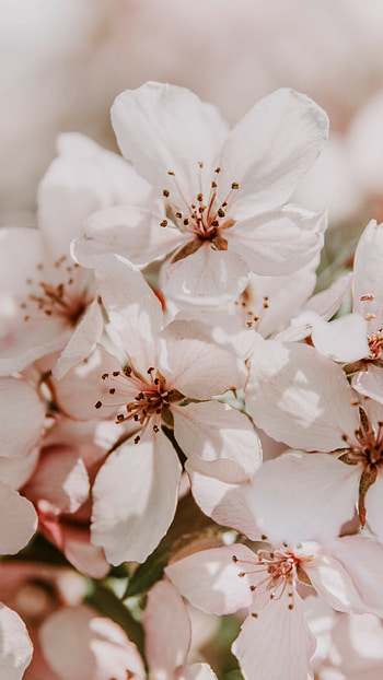 sakura flowers , Stunning nature, Japanese art, Blossoming beauty HD phone wallpaper