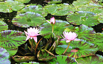Lillypad Pond, pink, green, lillypads, flowers, water, pond HD wallpaper