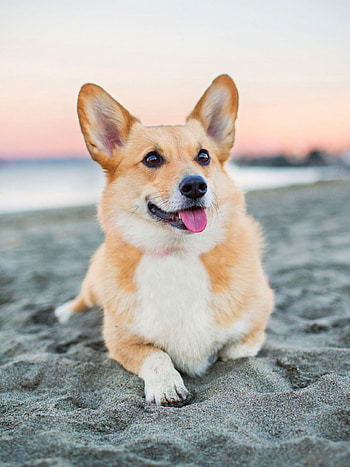 Beach, Corgis HD phone wallpaper