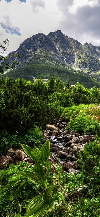 Mountain, Jungles HD phone wallpaper