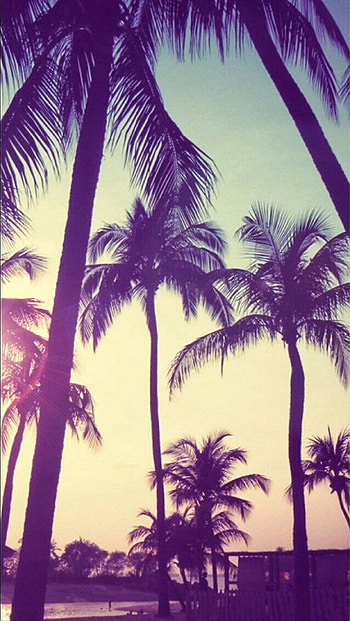 Palm Tree, Nature's beauty, Tropical paradise, Serene landscape HD phone wallpaper