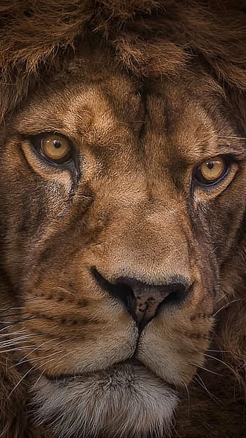 Face of a Lion, close-up, face, Animal, lion HD phone wallpaper