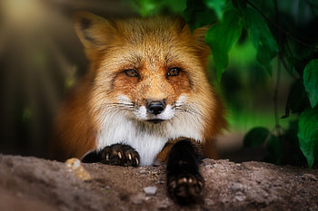 Fox, muzzle, cute, animal HD wallpaper
