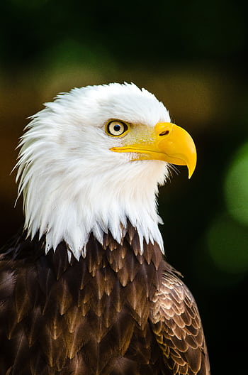 Stunning portrait of a bald eagle showcasing its sharp gaze and detailed plumage. HD phone wallpaper