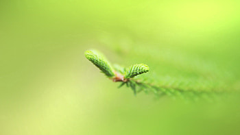 Plant, Macro, Blur, Smooth, Branch HD wallpaper