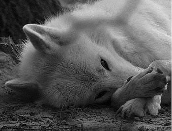 Wolf, cute wolf HD wallpaper