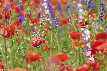 Flowers, Summer, Field, Different HD wallpaper