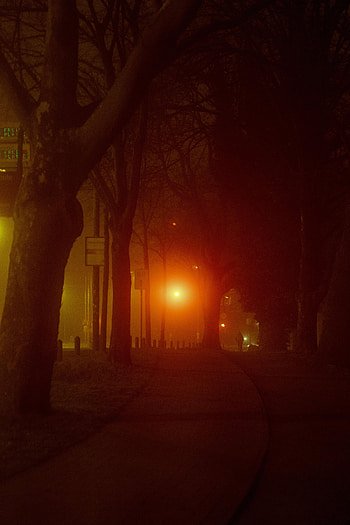 Road, Trees, Dark, Shine, Light, Silhouette, Lamp, Lantern HD phone wallpaper