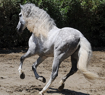 Dappled Grey Andalusian, spanish, andalusian, horses, dappled grey, grey HD wallpaper