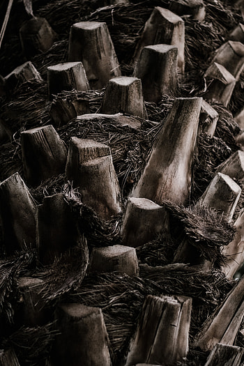 Miscellanea, Miscellaneous, Wood, Tree, Palm, Trunk HD phone wallpaper