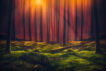 Sunbeam Forest , sunbeam, grass, nature, forest HD wallpaper