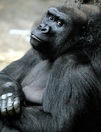 Gorilla bonding, Mother's love, Heartfelt connection, Ape family HD phone wallpaper