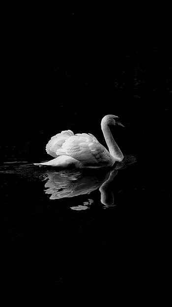 Monochrome, Swans HD phone wallpaper