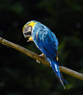 Blue, macaw, parrot HD phone wallpaper
