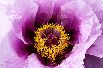 Flower, Macro, Petals, Bud, Pion, Peony HD wallpaper