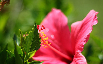 Flower, Macro, Petals HD wallpaper