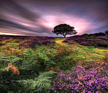 Wild fields, pink, field, bushes, sky, flowers, grass, gold, tree HD wallpaper