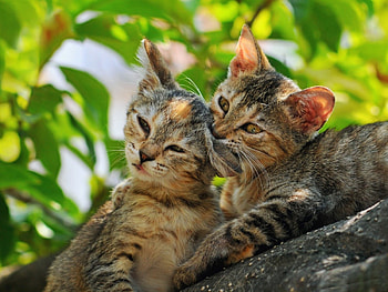 *** CATS ***, dwa, rodzinka, drzewo, dachowce HD wallpaper