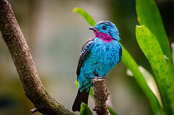 Spangled cotinga, Birds HD wallpaper