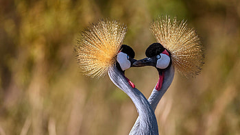Crane , Bird graphy, Nature's marvel, Feathered beauty HD wallpaper