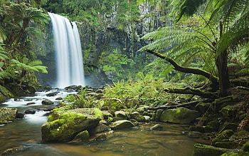 Rainforest , Full , Captivating waterfall, Daintree forest HD wallpaper